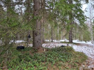 Metsä, jossa kamera ja nauhuri