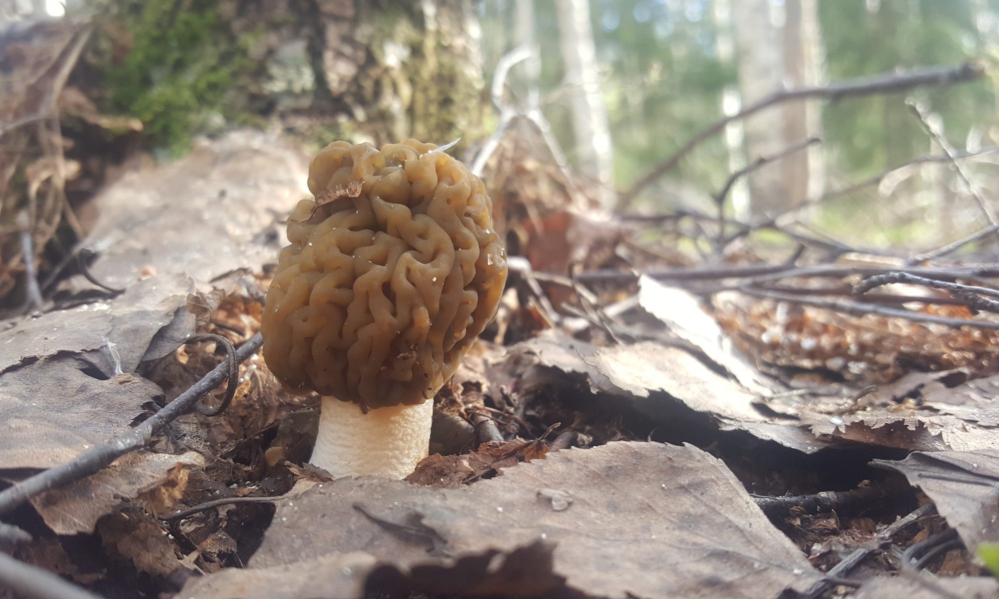 Metsien kasvu pienenee vastakin - Forest Issues