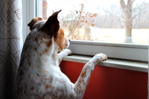 Koira, odottaa, ikkuna