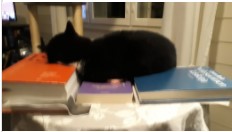 Kissa ja kirjat