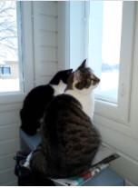 Kaksi kissaa ikkunaluadalla
