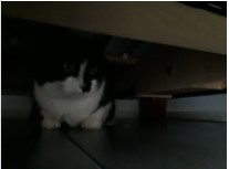 Kissa piilossa