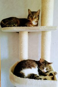 Kaksi kissaa kiipeilypuussa