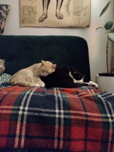 Kermanvaalea ja musta kissa nojaavat toisiinsa sohvalla