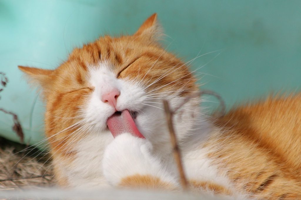 Oranssi käpäläänsä pesevä kissa