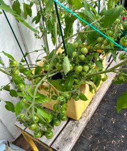 Tomaatti, kasvi