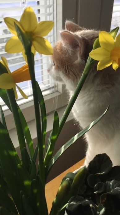 Narsissit, kissa