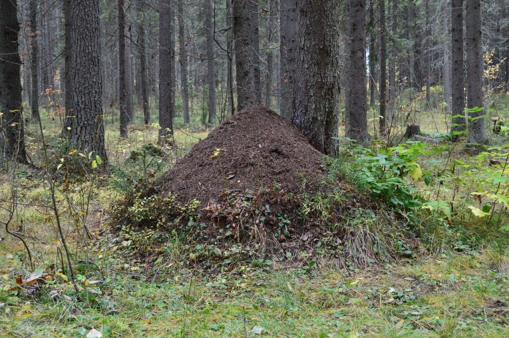 Muurahaiskeko