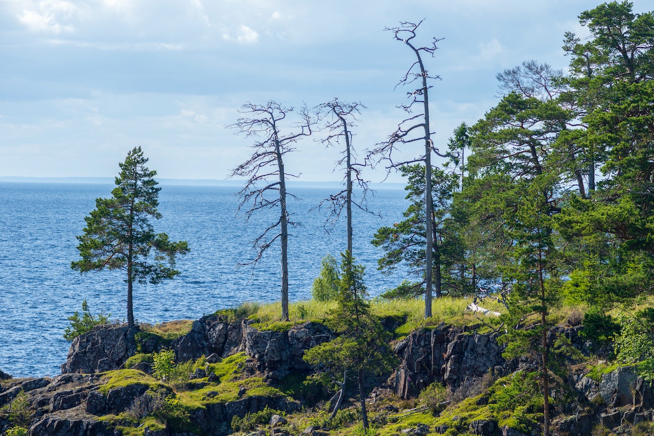 3 dead pines on the shore of the Lake Ladoga
