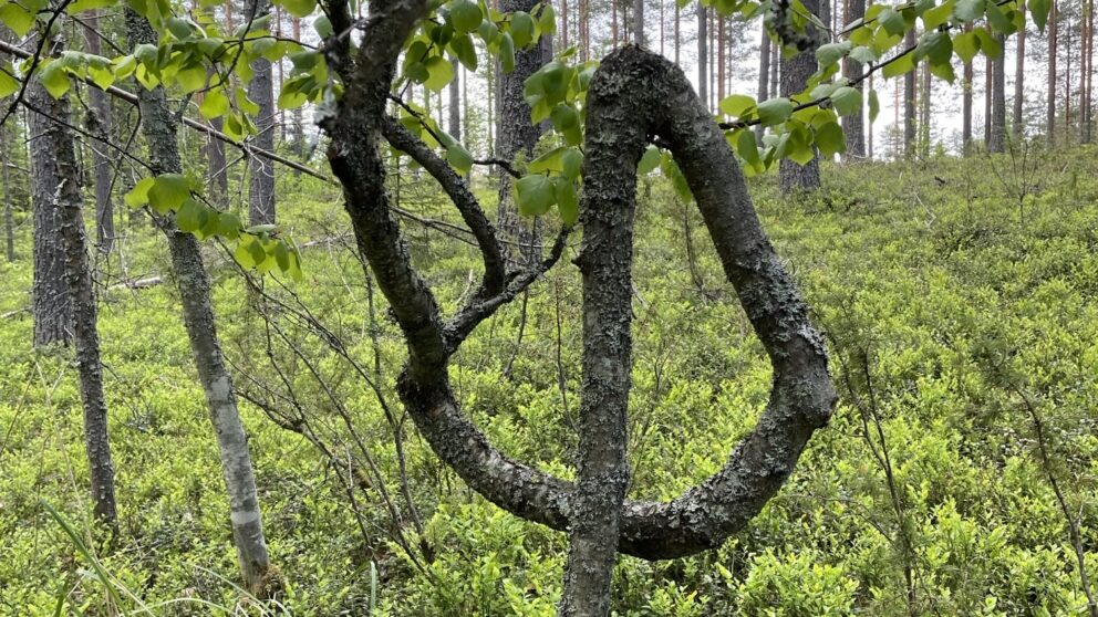 kummallinen puu metsässä