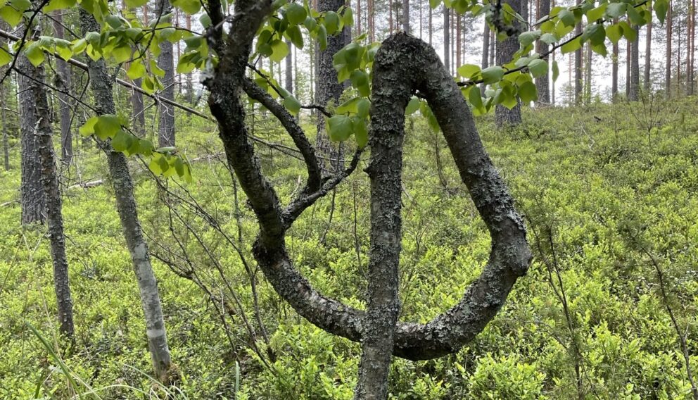 kummallinen puu metsässä
