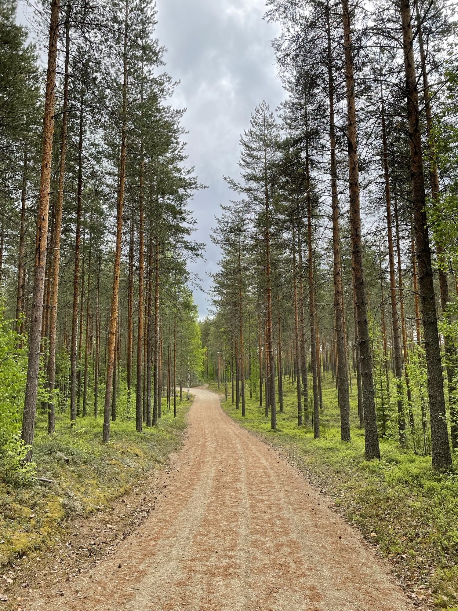 soratie metsässä