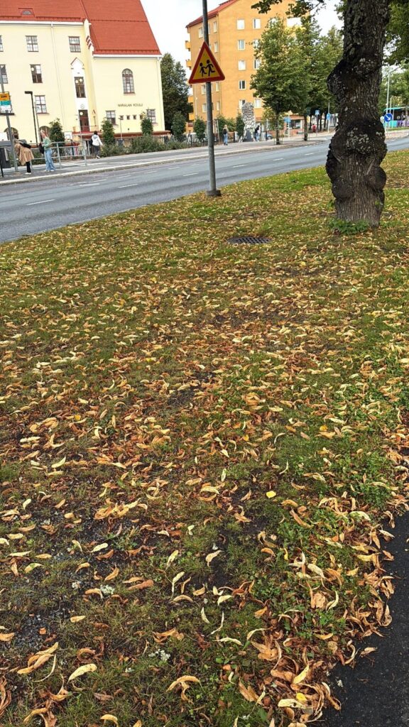Autumn view in Kuopio city
