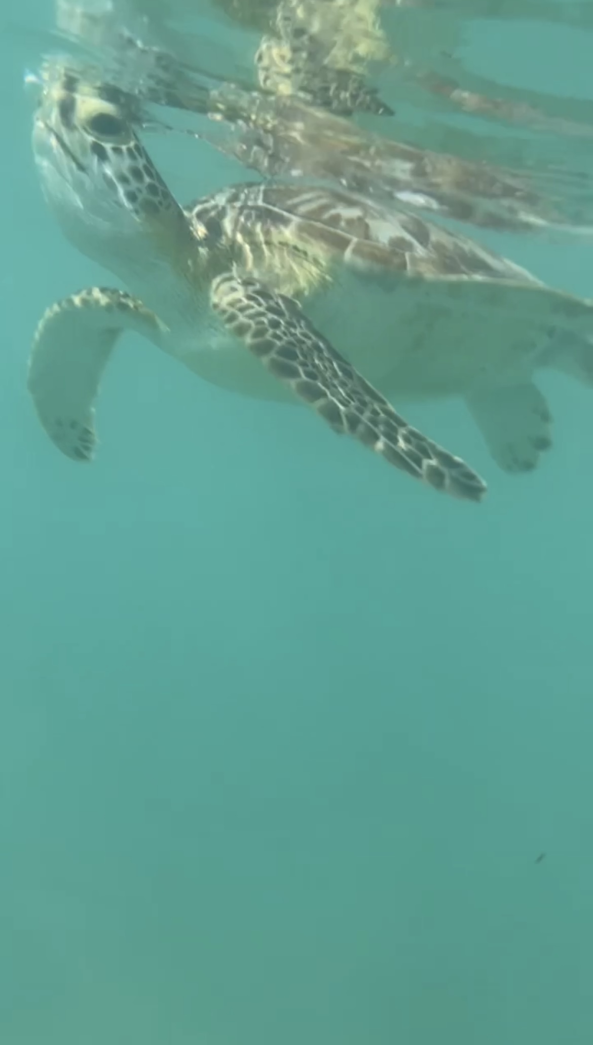 A turtle swimming in the sea.