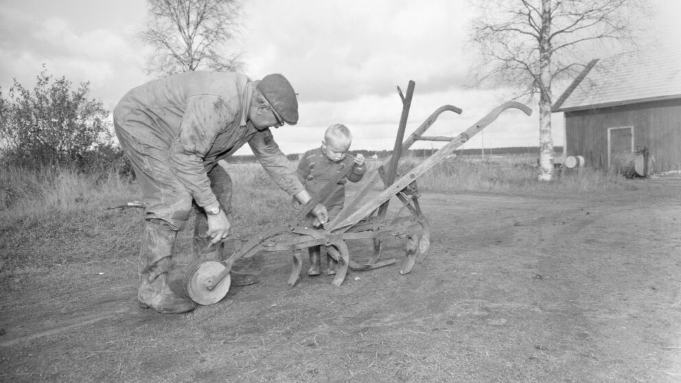 Voutilainen, E. 1963. Sokerijuurikkaan sadonkorjuu. Museovirasto CC BY 4.0