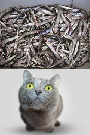 Liikaa, kissa tarkastelee isoa kalaröykkiötä.