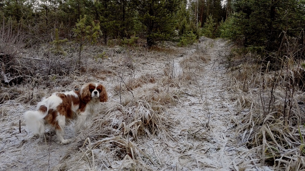 Jouluaamu alkoi tänään koiran ulkoiluttamisella metsässä. Lunta ei paljoa näy.
