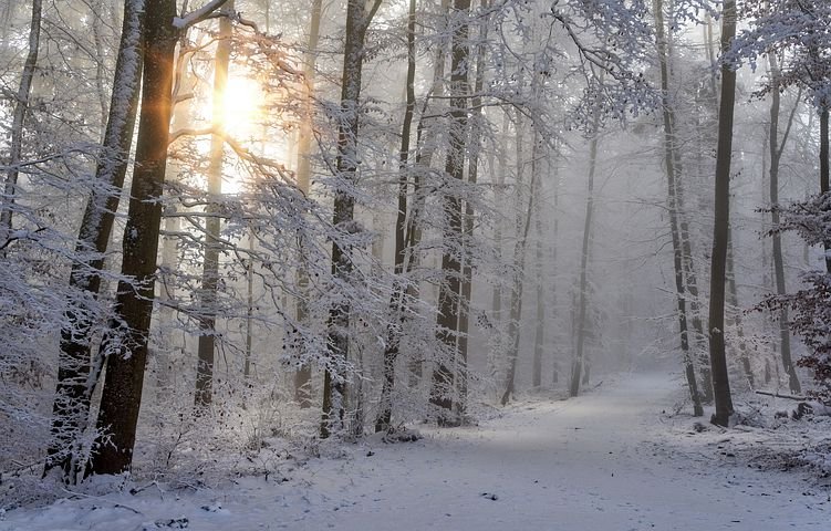 Talvi, aurinko kajastaa puiden lomasta. Lumiset puut ja luminen tie. Winter, sun shines behind snowy trees, small snowy road.