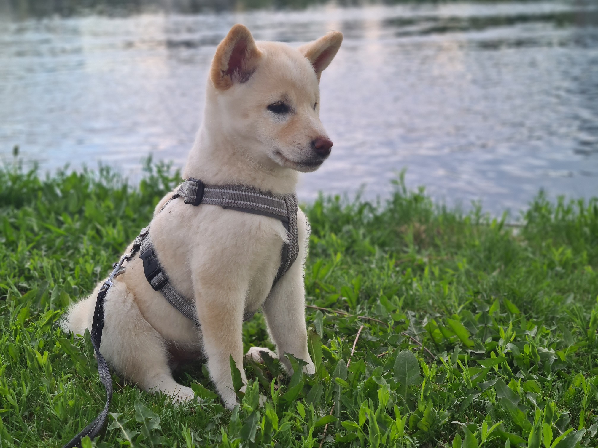 Shiba inu istuu nurmikolla. A shiba inu is sitting on lawn.