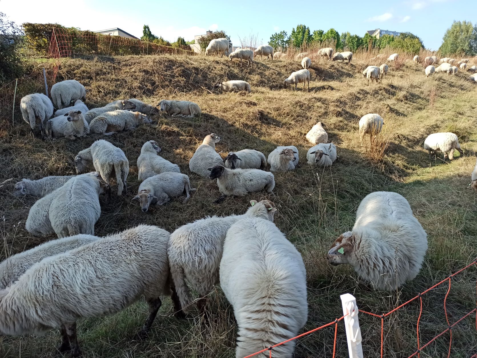 Lampaita laitumella. Sheep on the pasture.