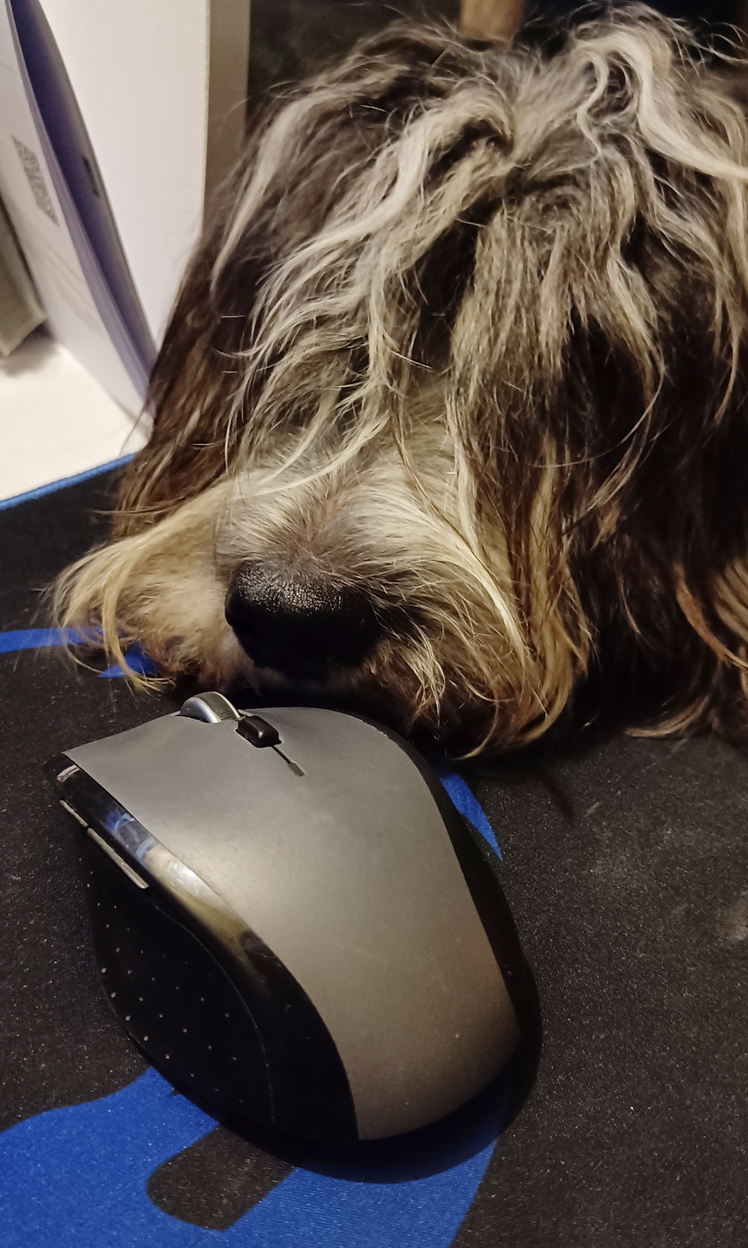 Kuva koirasta tietokoneen hiiren kanssa.