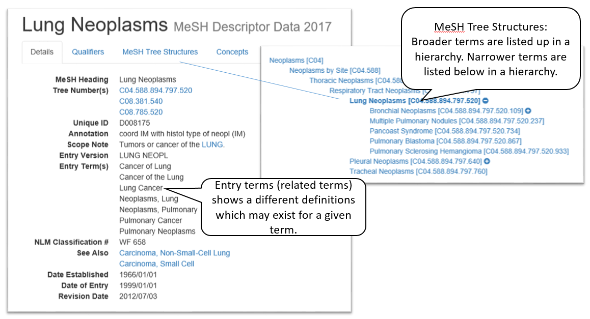 Example of the PubMed database and its thesaurus.